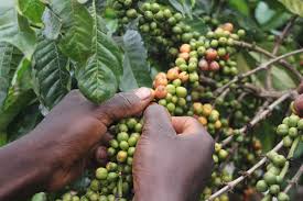 Kenya AA Select