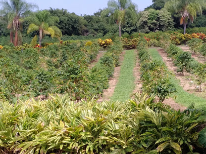 Peruvian - Organic