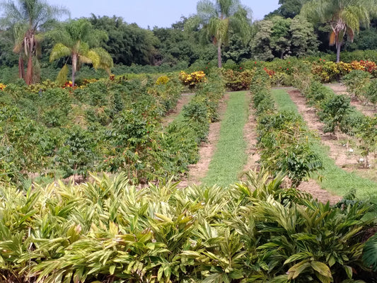 Peruvian - Organic