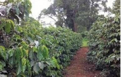 Kenya AA Select