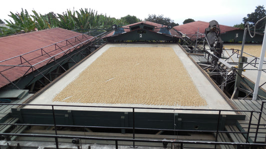 Sumatran