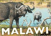 Malawi Coffee