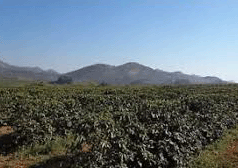 Malawi Coffee