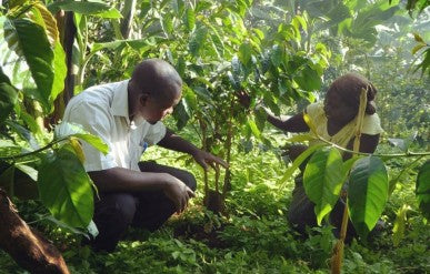 Ugandan Kapchorwa